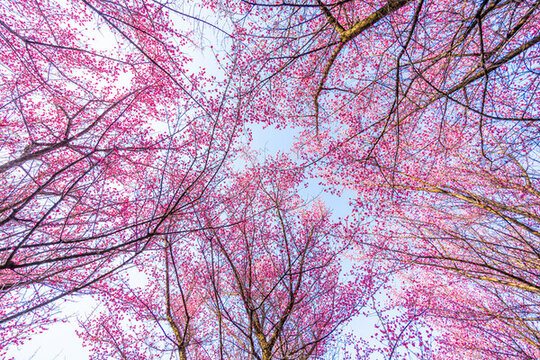 紅梅