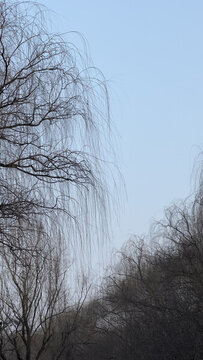 樹(shù)枝與天空