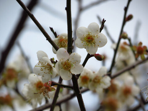 白梅花
