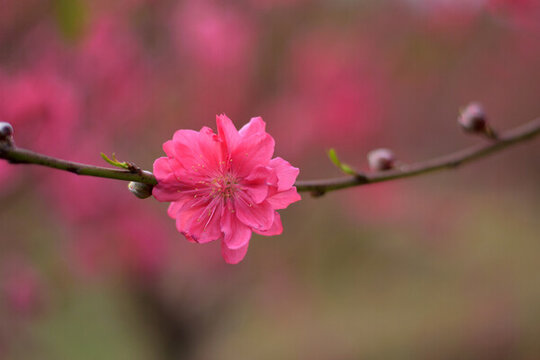 桃花