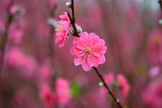桃花