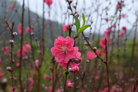 桃花
