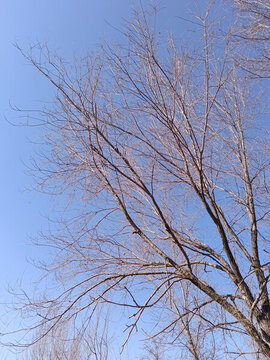 仰望樹枝