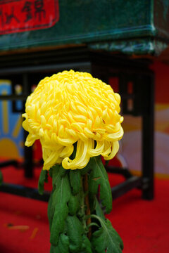 黃色菊花