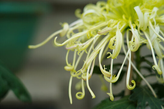 黃色菊花