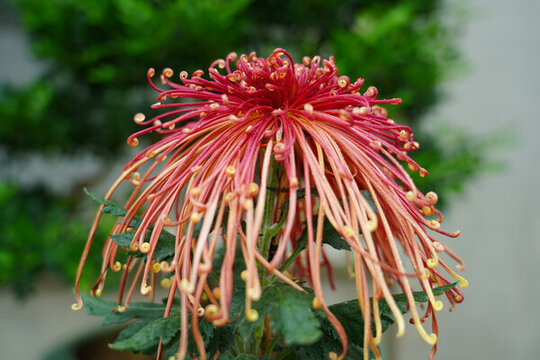 菊花