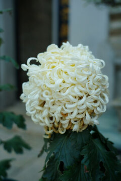 菊花