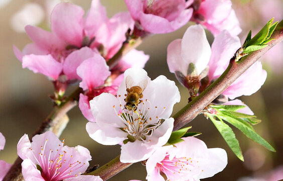 蜜蜂在桃花間采蜜