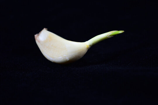 發(fā)芽