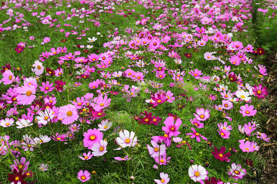 格桑花
