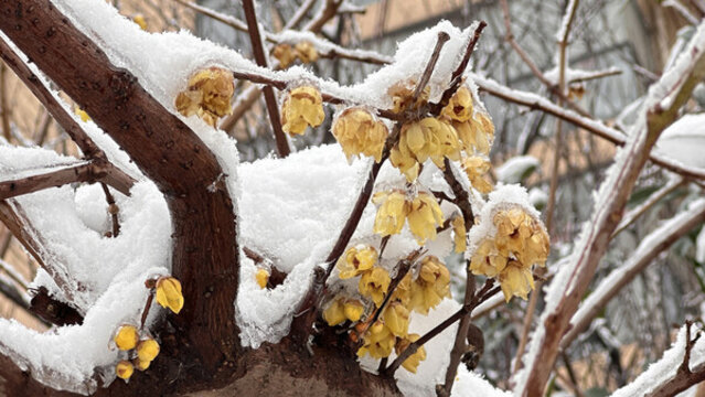 樹上的積雪