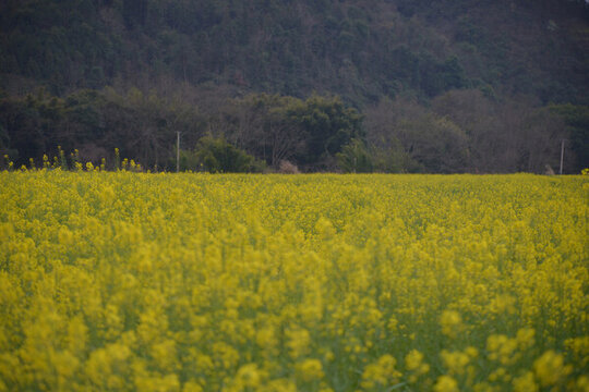 油菜花