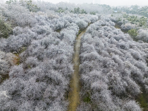 湖南農(nóng)科院的凍梅