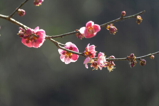 長沙桃花嶺的梅花
