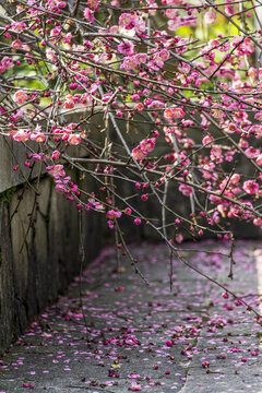 长沙桃花岭的梅花