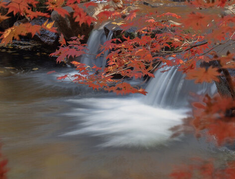流水紅葉