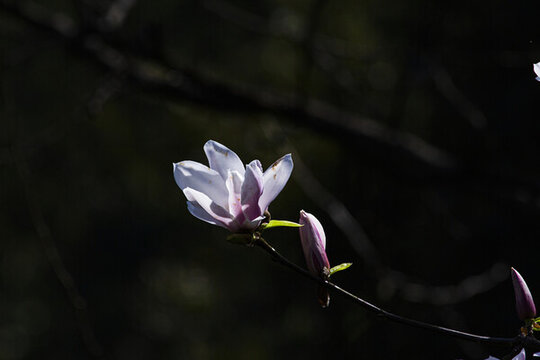 玉蘭花
