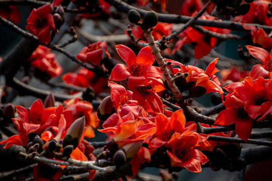 小鳥(niǎo)在盛開(kāi)的木棉花樹(shù)上