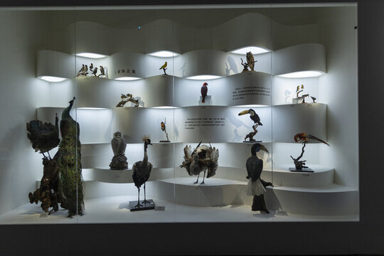 鳥類展示