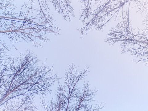 樹枝