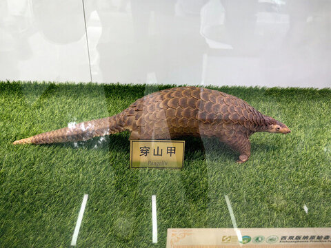 穿山甲
