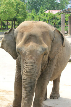 動(dòng)物園里的大象