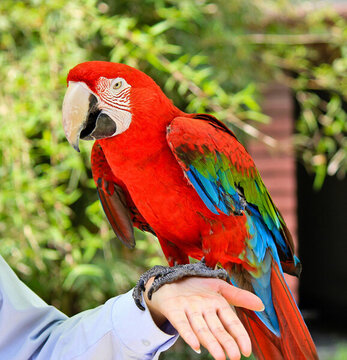 動物園鸚鵡