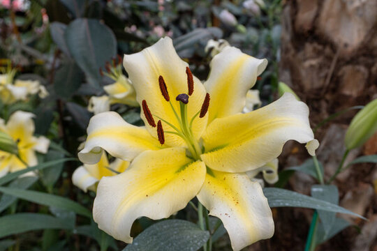 黃色百合花蕊
