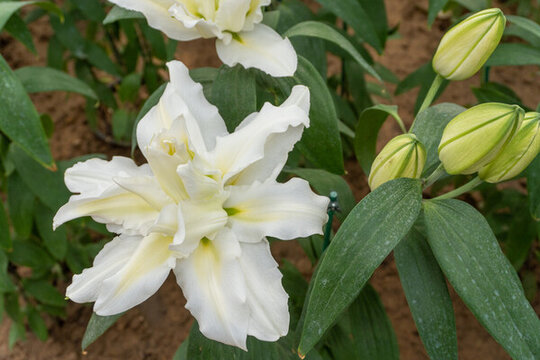 盛開的百合花