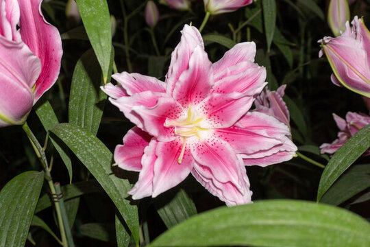 百合花特寫