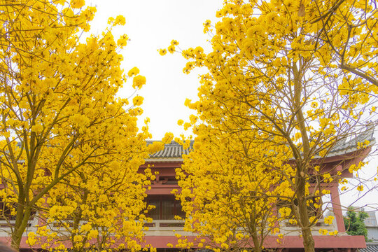 光孝寺內(nèi)的黃花風(fēng)鈴木