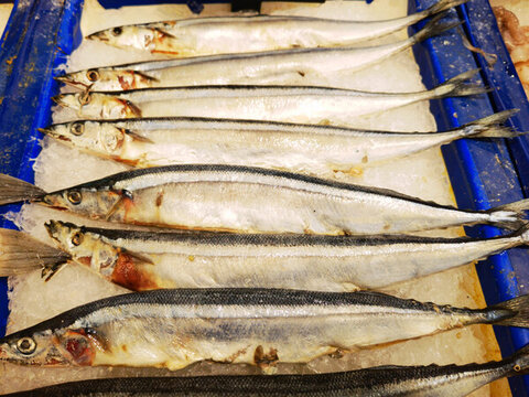 凍秋刀魚