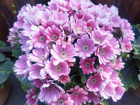 粉色瓜葉菊