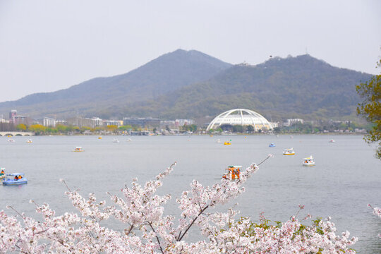 春光明媚樱花盛开的南京玄武湖