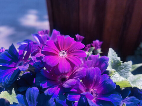 紫色瓜葉菊