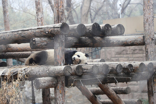 北京动物园大熊猫