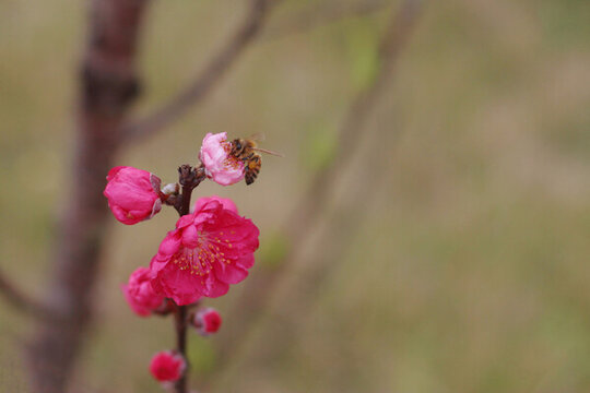 春天盛開(kāi)的桃花