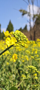 油菜開花