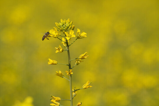 蜜蜂在油菜花上的特写镜头