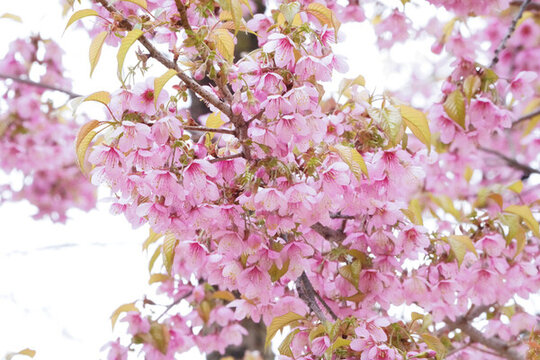 初春粉红樱花