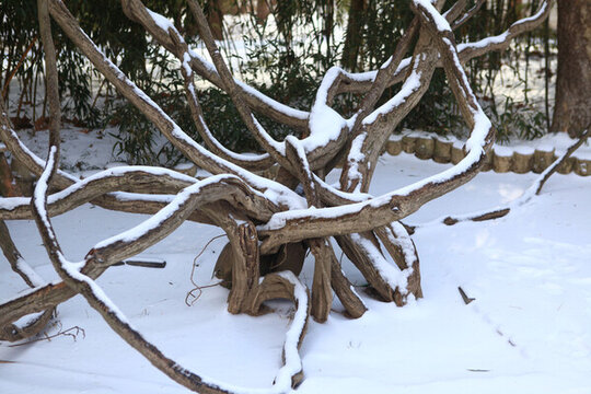 日照植物園雪景