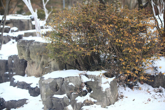 雪中植物