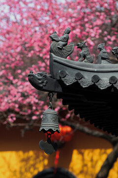 湖州鐵佛寺梅花