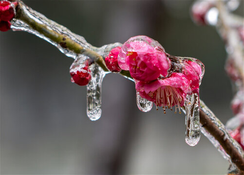 凍雨中的梅花