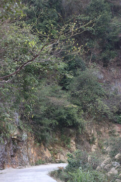 山間小道