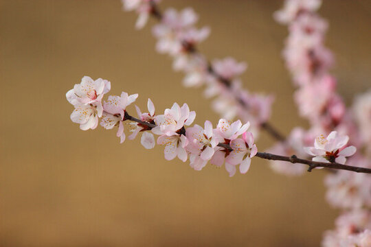 桃花特写杏花樱花一枝花春天里的