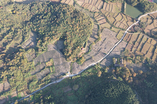 藍(lán)莓種植場(chǎng)地基地