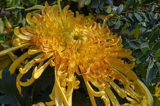 菊花彩菊線菊花朵百日菊野菊花
