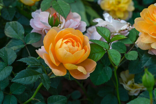 月季月季花黃色月季花彩色月季花