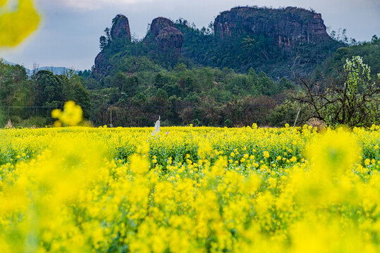 贛州于都縣上歐村油菜花黃
